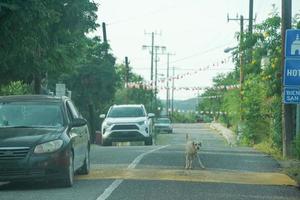 un' cane su baja California la paz per san jose del cabo infinito strada foto