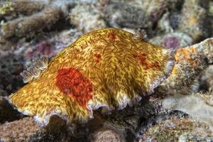 platidoro cruenta nudibranch nel Indonesia foto