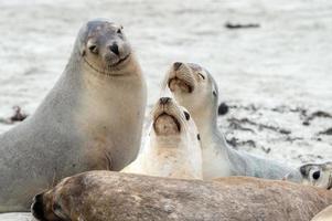 australiano mare Leone rilassante su il spiaggia foto