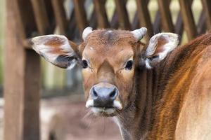 mucca mentre guardare a voi foto