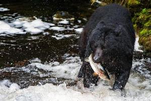nero orso mangiare un' salmone nel alaska foto