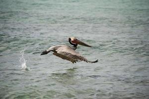 pellicano mentre volante foto