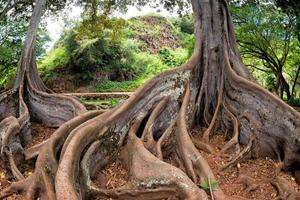 dentro tropicale foresta pluviale nel Hawaii impostato di pirati di caraibico foto