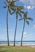 Noce di cocco alberi nel Hawaii poipu spiaggia paesaggio panorama su soleggiato giorno foto
