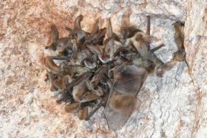 pipistrello gruppo sospeso a partire dal sale il mio foto