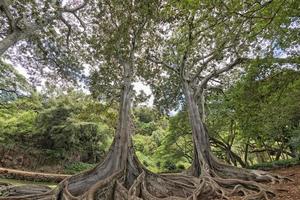 dentro tropicale foresta pluviale nel Hawaii impostato di pirati di caraibico foto