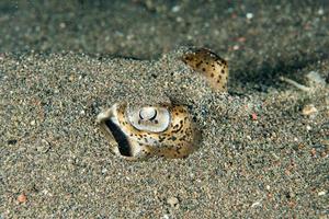 pastinaca Stingray pesce occhio dettaglio vicino su foto