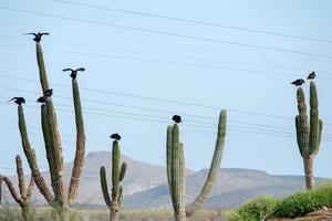 zopilota avvoltoio poiana uccello nel baja California foto