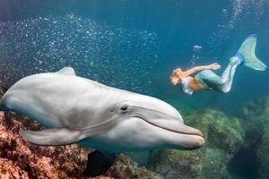 delfino subacqueo incontra un' bionda sirena foto
