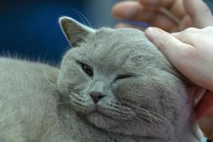 Britannico capelli corti gatto coccolato di umano mano foto