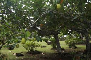 pane albero frutta nel polinesia foto