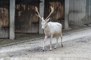 bianca albino capriolo cervo foto