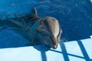 acquario delfino guardare a voi vicino su foto