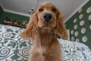 cucciolo cane cocker spaniel ritratto guardare a voi foto