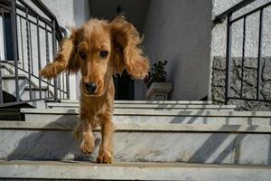 cucciolo cane cocker spaniel ritratto andando giù a partire dal scala foto