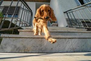 cucciolo cane cocker spaniel ritratto andando giù a partire dal scala foto