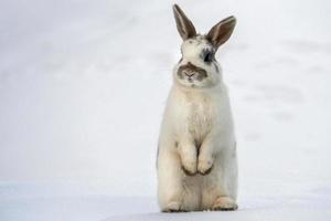 Pasqua coniglietto isolato su bianca neve foto