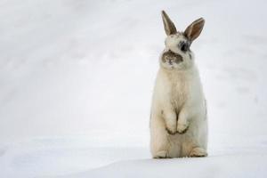 Pasqua coniglietto isolato su bianca neve foto