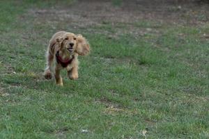 cucciolo cane cocker spaniel ritratto guardare a voi nel il cortile foto