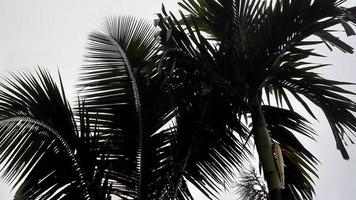 nebbioso scenario sorge a partire dal alto betel, Noce di cocco albero, e grigio cielo, con natura mattina sfondo concetto. foto