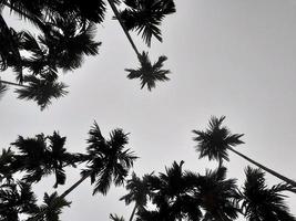 nebbioso scenario sorge a partire dal noce di cocco, e betel alberi, superiore Visualizza grigio cielo. naturale sfondo isolato concetto. foto