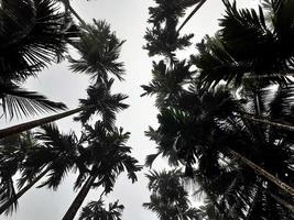 nebbioso scenario sorge a partire dal noce di cocco, e betel alberi, superiore Visualizza grigio cielo. naturale sfondo isolato concetto. foto