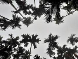 nebbioso scenario sorge a partire dal noce di cocco, e betel alberi, superiore Visualizza grigio cielo. naturale sfondo isolato concetto. foto