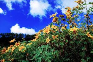 bua tong fiore con cielo. foto