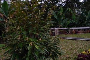 Visualizza di un' piccolo durian albero foto
