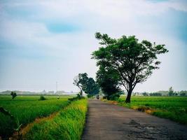 sbalorditivo naturale scenario nel il mattina foto