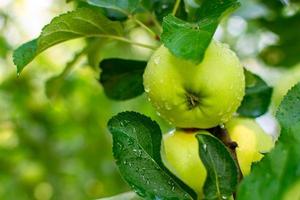 verde giovane maturazione mele foto