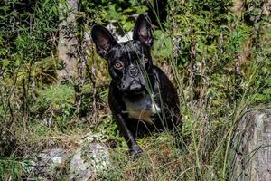 cane modello per un' giorno foto