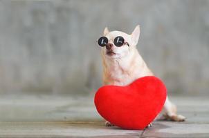 ritratto di Marrone corto capelli chihuahua cane indossare occhiali da sole seduta con rosso cuore forma cuscino su sfocato piastrella pavimento e cemento parete San Valentino giorno concetto. foto