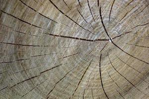 bella frattura di legno vecchia quercia, struttura naturale da vicino foto