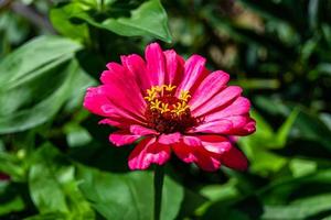 bellissimo selvaggio in crescita fiore zinnia elegans su sfondo prato foto