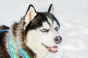 cane husky siberiano primo piano ritratto viso all'aperto. addestramento di gara di cani da slitta con tempo di neve fredda. cane di razza forte, carino e veloce per il lavoro di squadra con la slitta. foto