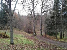 noioso, brullo e abbandonato foresta nel in ritardo autunno. autunno foresta strada con spoglio alberi e caduto fogliame sotto loro. nuvoloso stagione e tempo metereologico nel novembre e dicembre. foresta su il vigilia di inverno foto