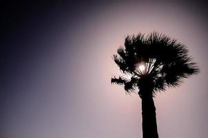 palma albero Visualizza foto