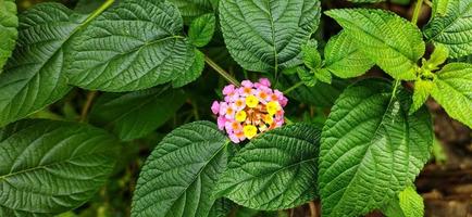 tembelekan impianti siamo anche chiamato di il latino nome lantana camera. foto