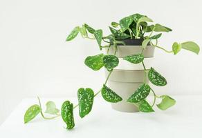 verde rampicante, molto bellissimo tessitura vaso di fiori epipremnum, scindapsus. complementare impianti per un' salutare interno clima e interno design. foto