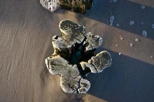 singolo frangiflutti su il spiaggia. ondulato forma di il Di legno. sabbia e mare in giro il tronco foto