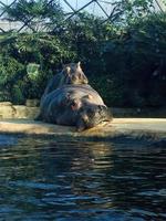 Due ippopotami fabbricazione amore su un' piscina bordo 2 foto