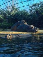 Due ippopotami fabbricazione amore su un' piscina bordo 3 foto