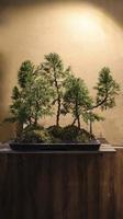 bellissimo Bonsai albero e parete sfondo e alcuni illuminazione a notte. foto