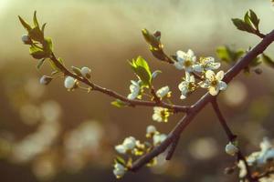 ciliegi in fiore in primavera, sfondo primaverile. messa a fuoco selettiva foto