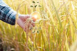 inteligente agricoltura agricolo tecnologia e biologico agricoltura donna Tenere orecchio di riso e utilizzando mobile Telefono con innovazione tecnologia e studiando il sviluppo di riso varietà nel un' riso campo foto