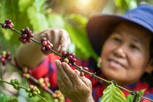 arabica caffè frutti di bosco di asiatico contadino mani robusta e arabica caffè frutti di bosco di mano di asiatico contadino gia lai, Vietnam foto