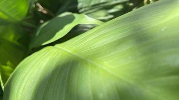 verde foglia sfondo vicino su foto