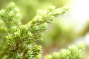 modello di foglie verdi per il concetto di stagione estiva o primaverile, sfocatura delle foglie strutturata, sfondo della natura foto