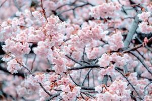 morbido concentrati, ciliegia fiori sakura fioritura su sfocato natura sfondo un' primavera giorno pieno fioritura nel Giappone foto